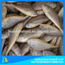 Congelado Fresh Croaker amarillo completo para exportar